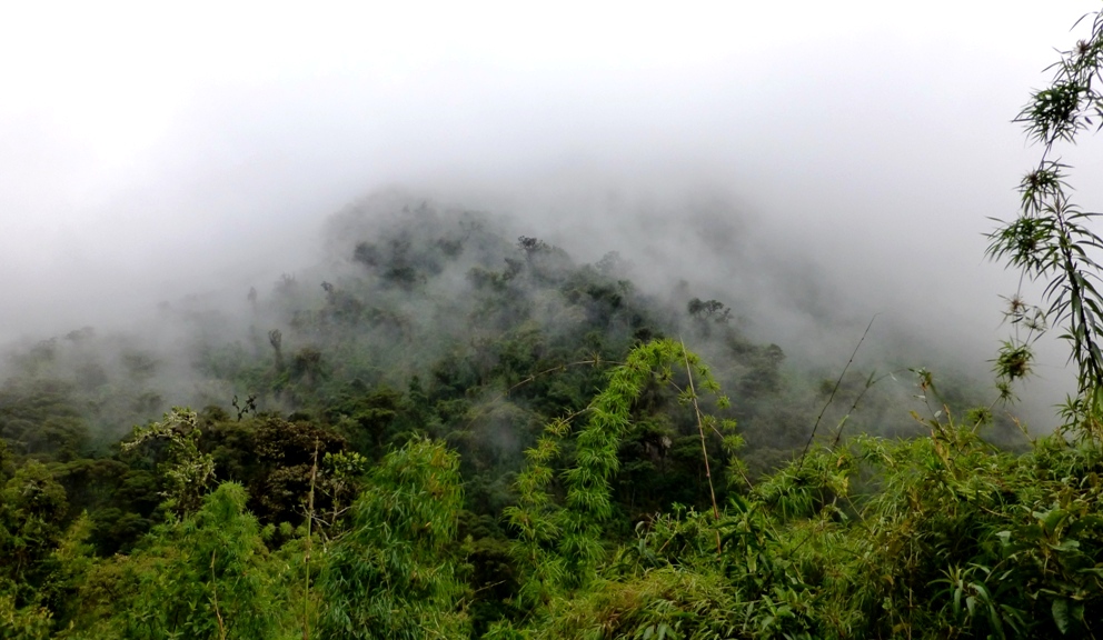 Dampfender Regenwald - hohe Luftfeuchtigkeit