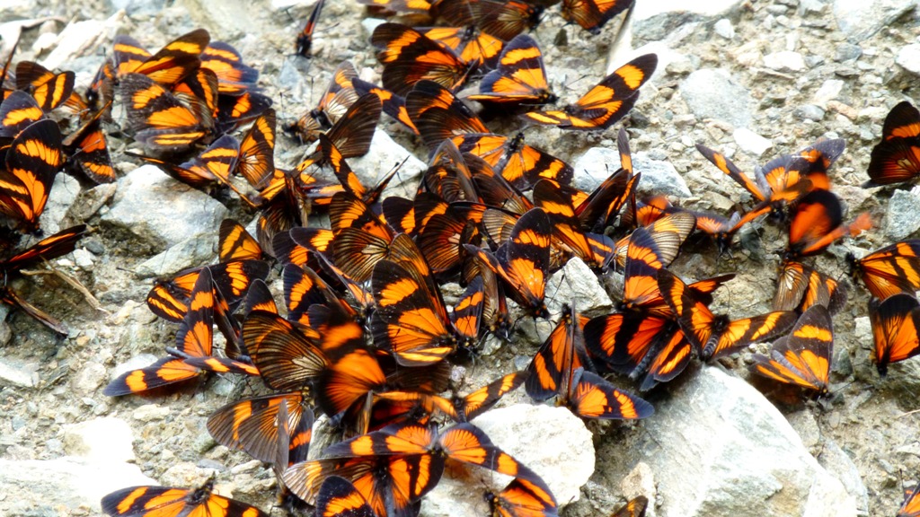 "Schmetterlingstreffen"