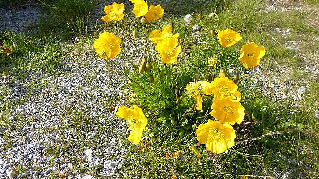 Sommerblumen - Arktischer Mohn