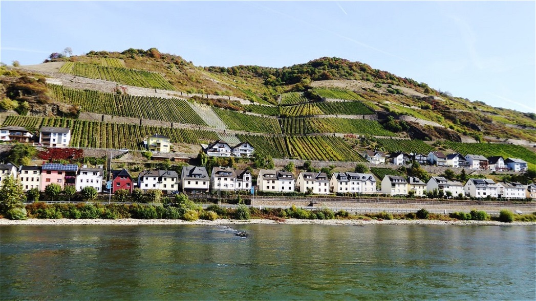Weinberge bei Lorchhausen