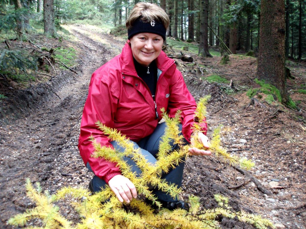 Die Lärchen färben um