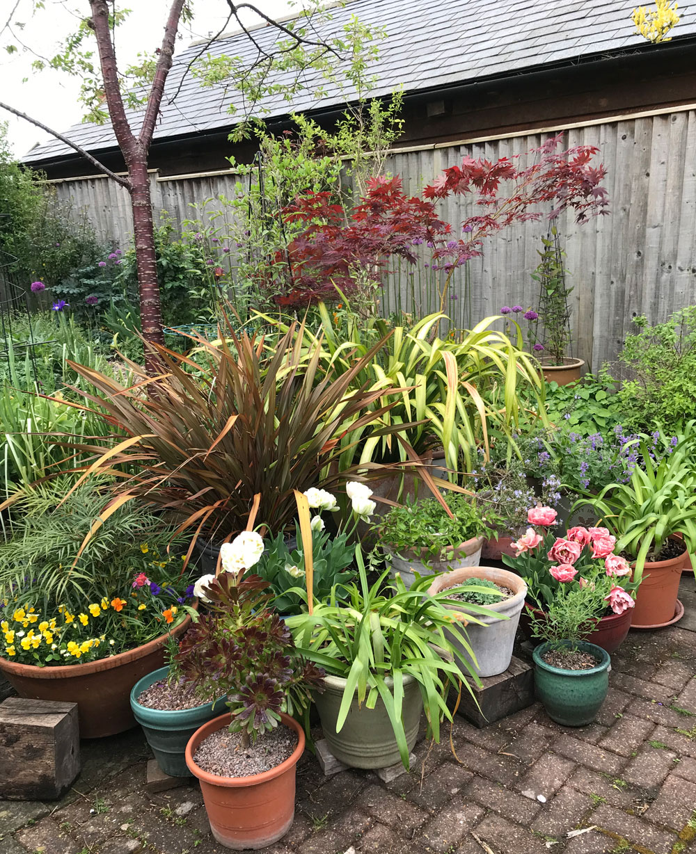 Sheelagh's pots looking lovely