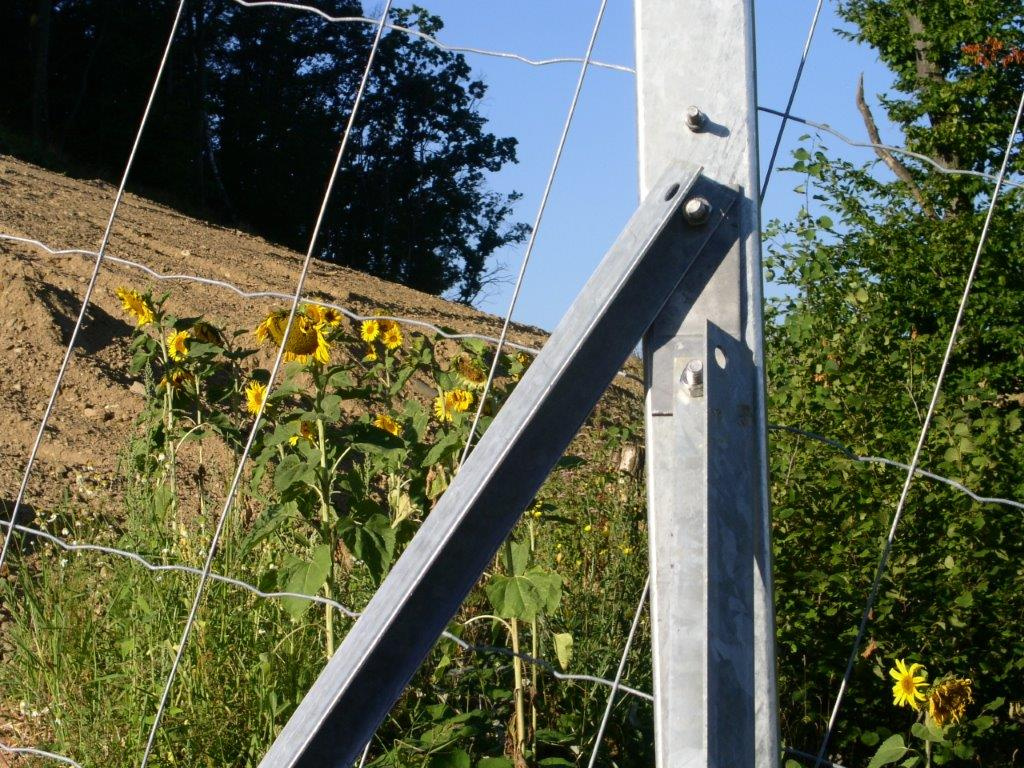 https://0501.nccdn.net/4_2/000/000/03f/ac7/Zaun-Sonnenblume-1024x768.jpg