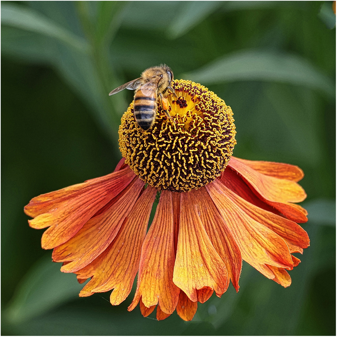1st Place: Busy Bee (Bill Roberts)