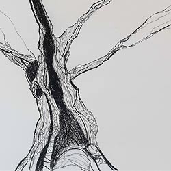 contemporary British artist Mark Lloyd Williams charcoal drawing of a tree