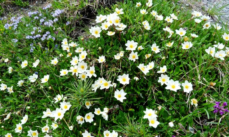 Üppiges Blütenwachstum