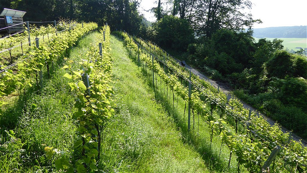 Weingarten vor der Rasenmahd