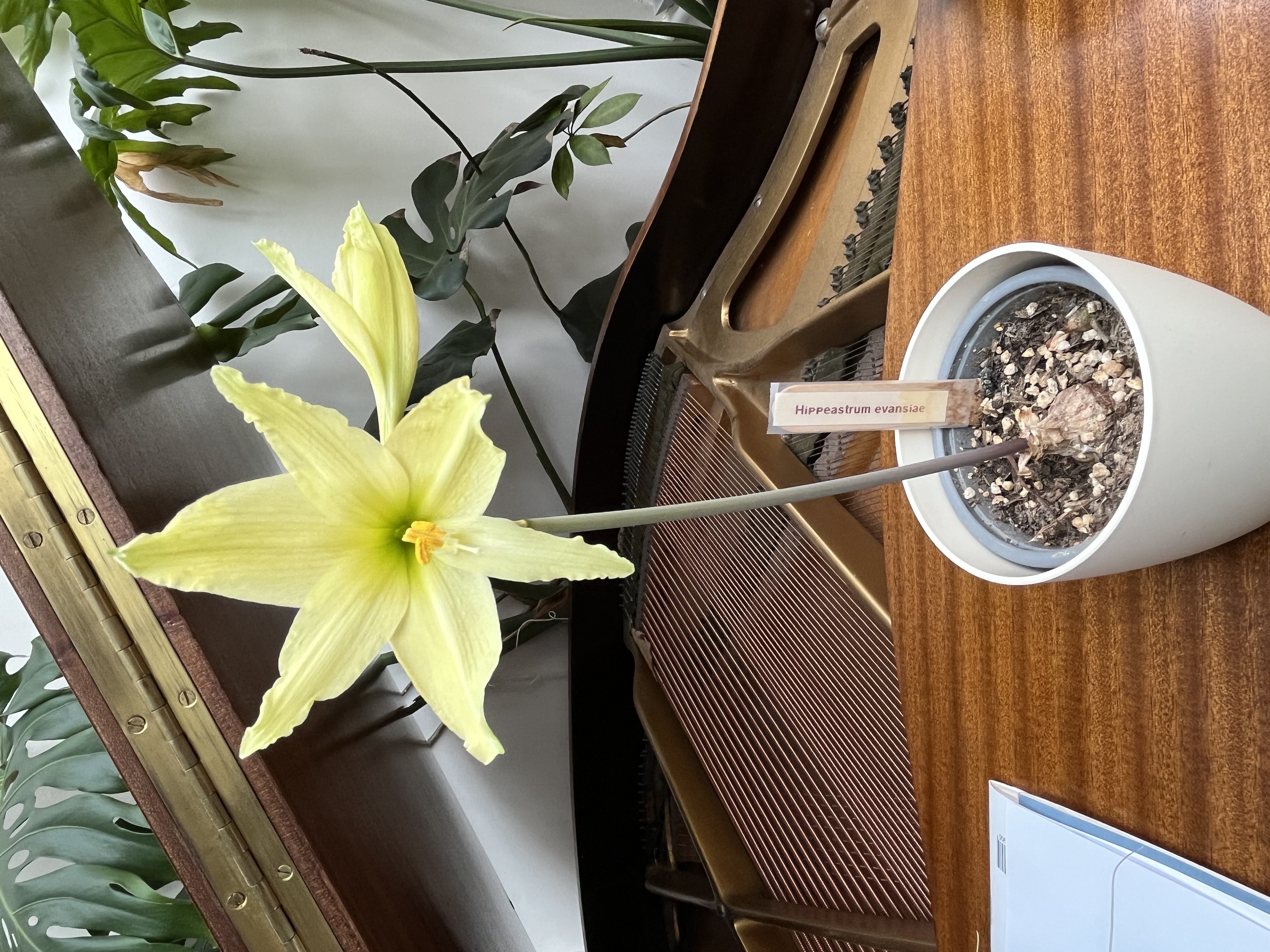 14. Hippeastrum evansiae