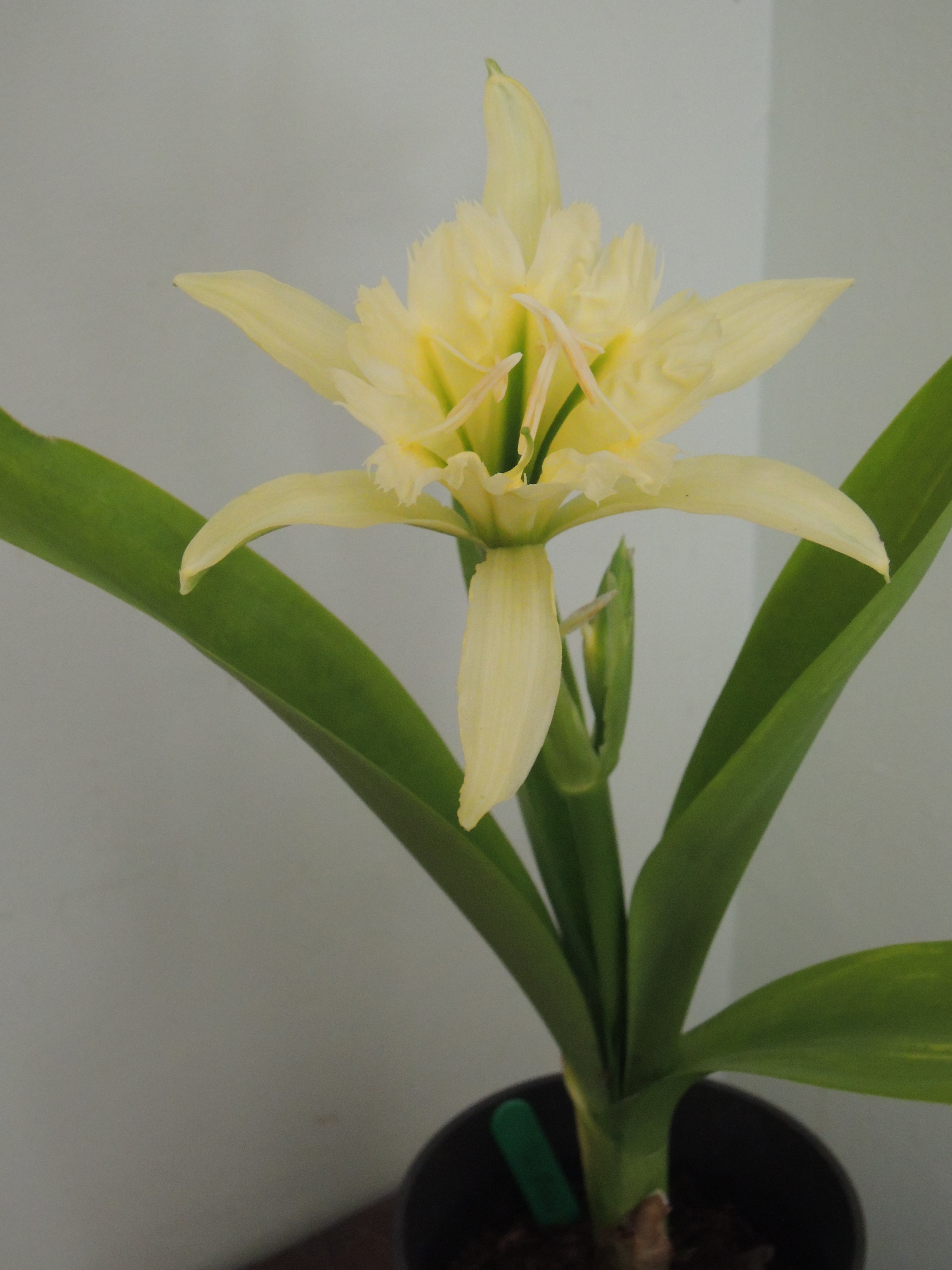 9. Hymenocallis 'Sulphur Queen'