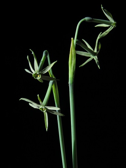 Narcissus viridiflorus