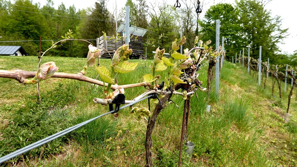 Austrieb mit Gescheinen