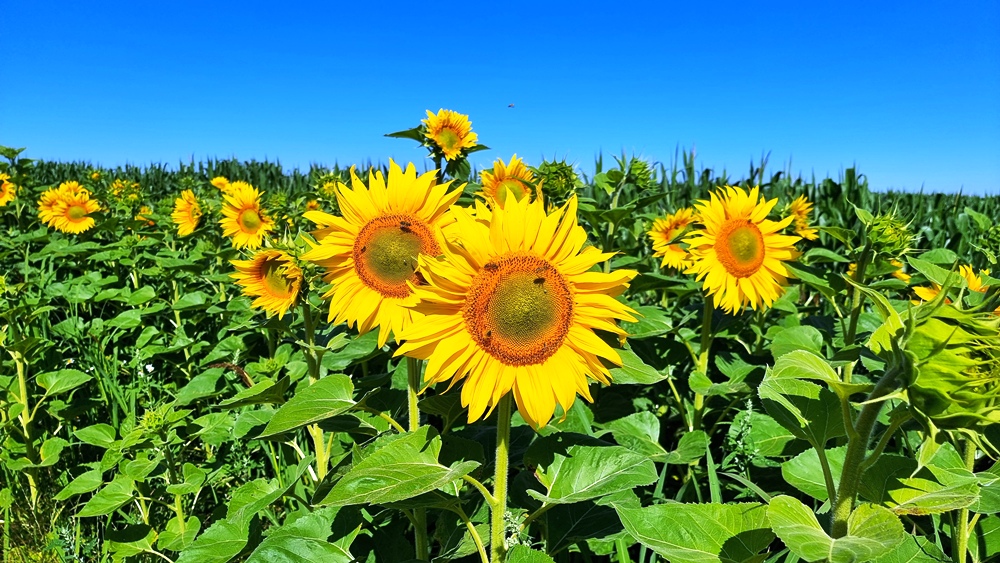 Blütenpracht - Bienennahrung