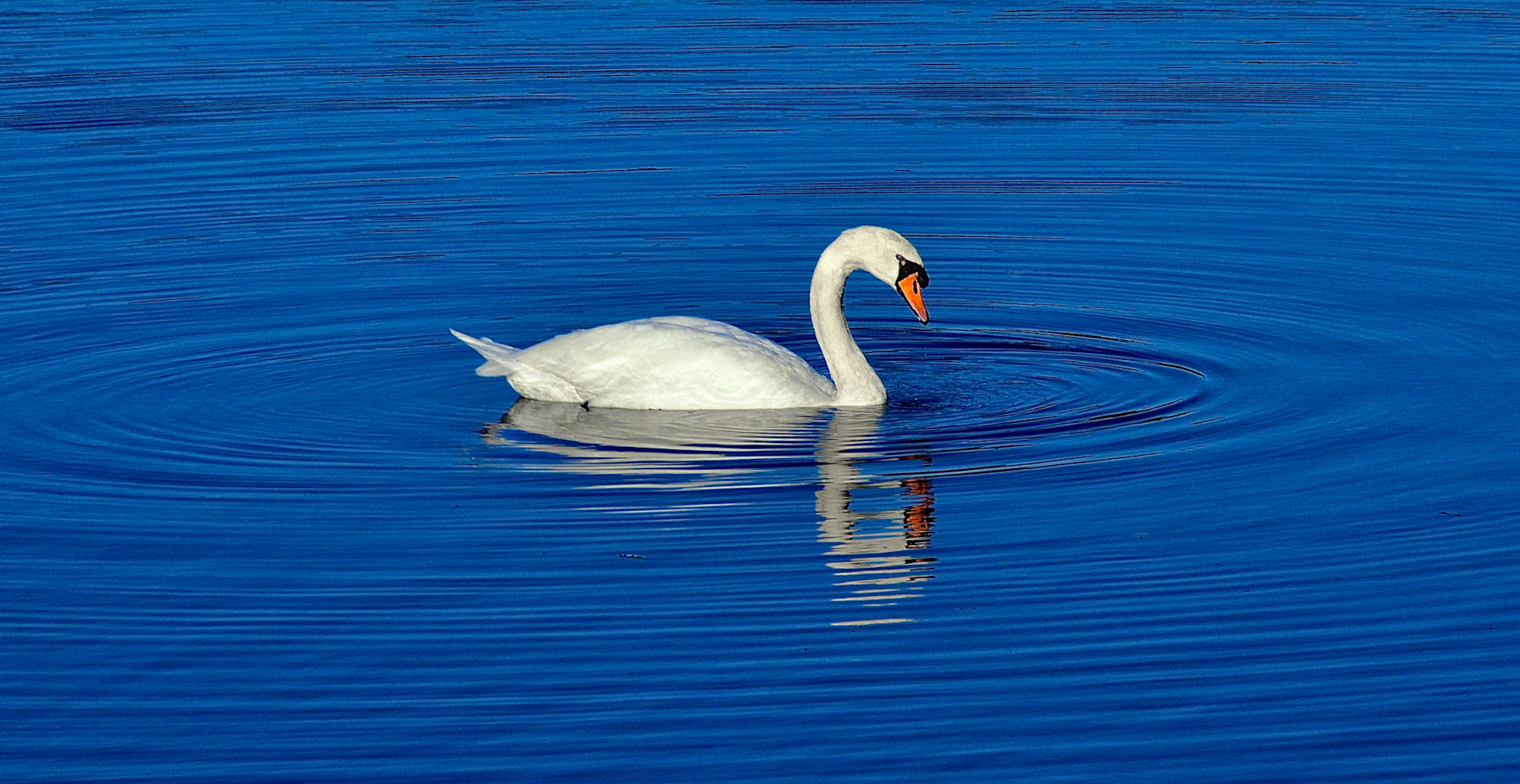 Commended: Swan Circles (Martin Edwards)