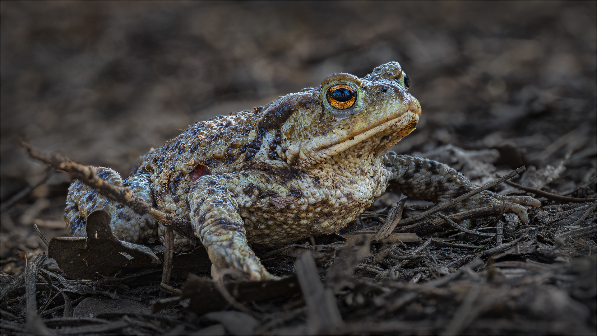 Commended: Toad (Michael Bull)