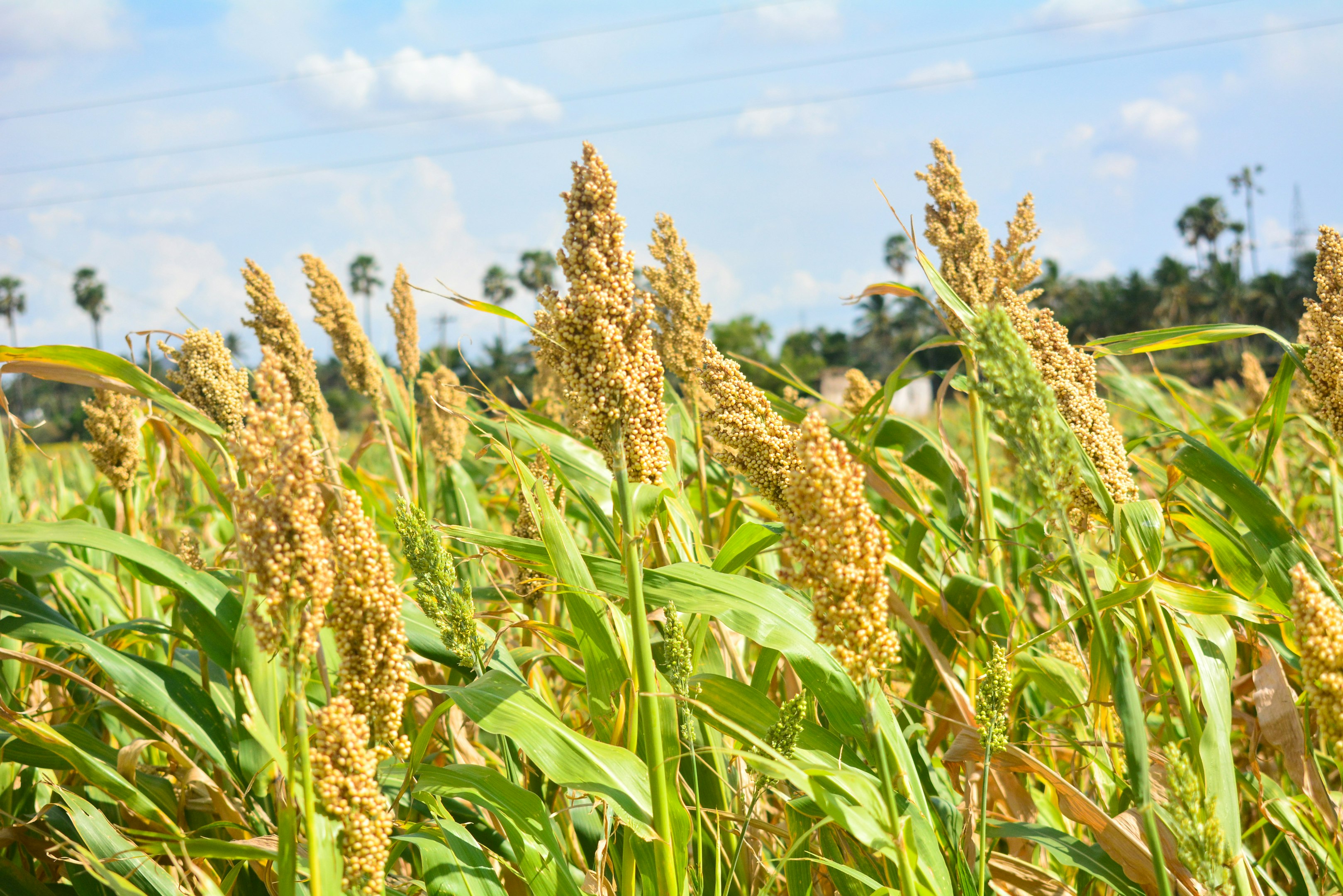 a field full of tall green grass under a blue sky