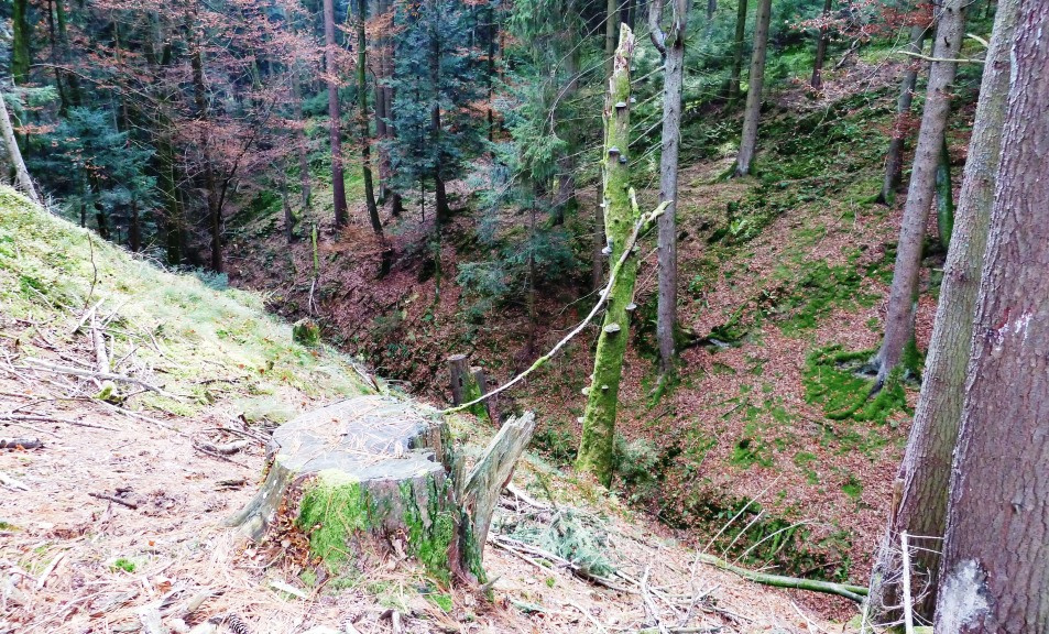 Tiefblick in den schluchtartigen Graben