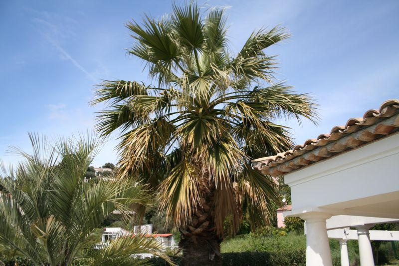 Aspect du palmier avant l` élagage