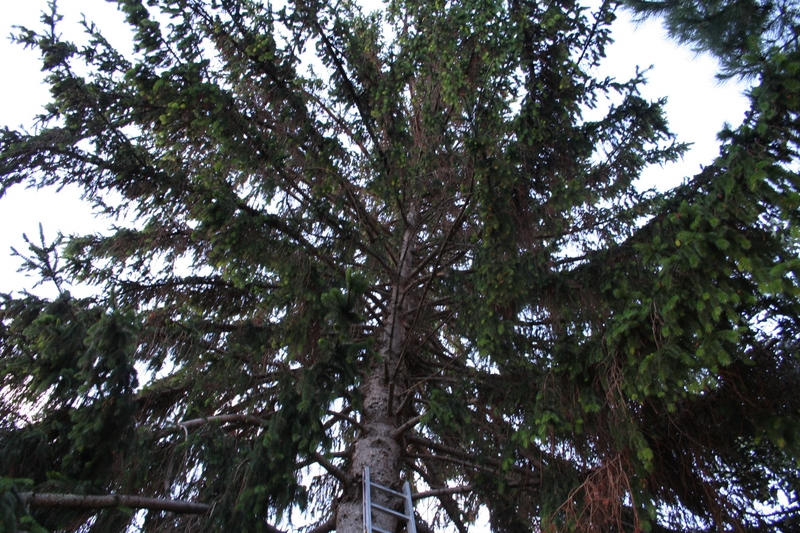 Elagage Epicea: arbre avant l`élagage