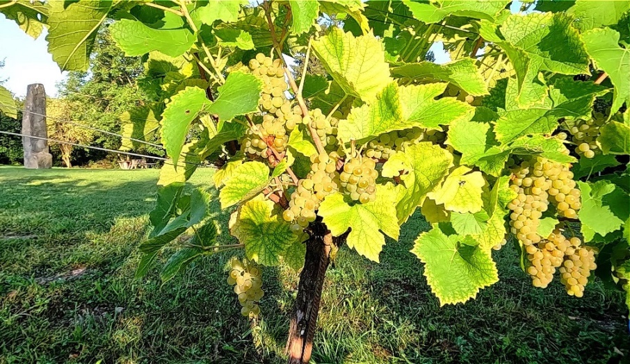 Üppiger Fruchtbehang