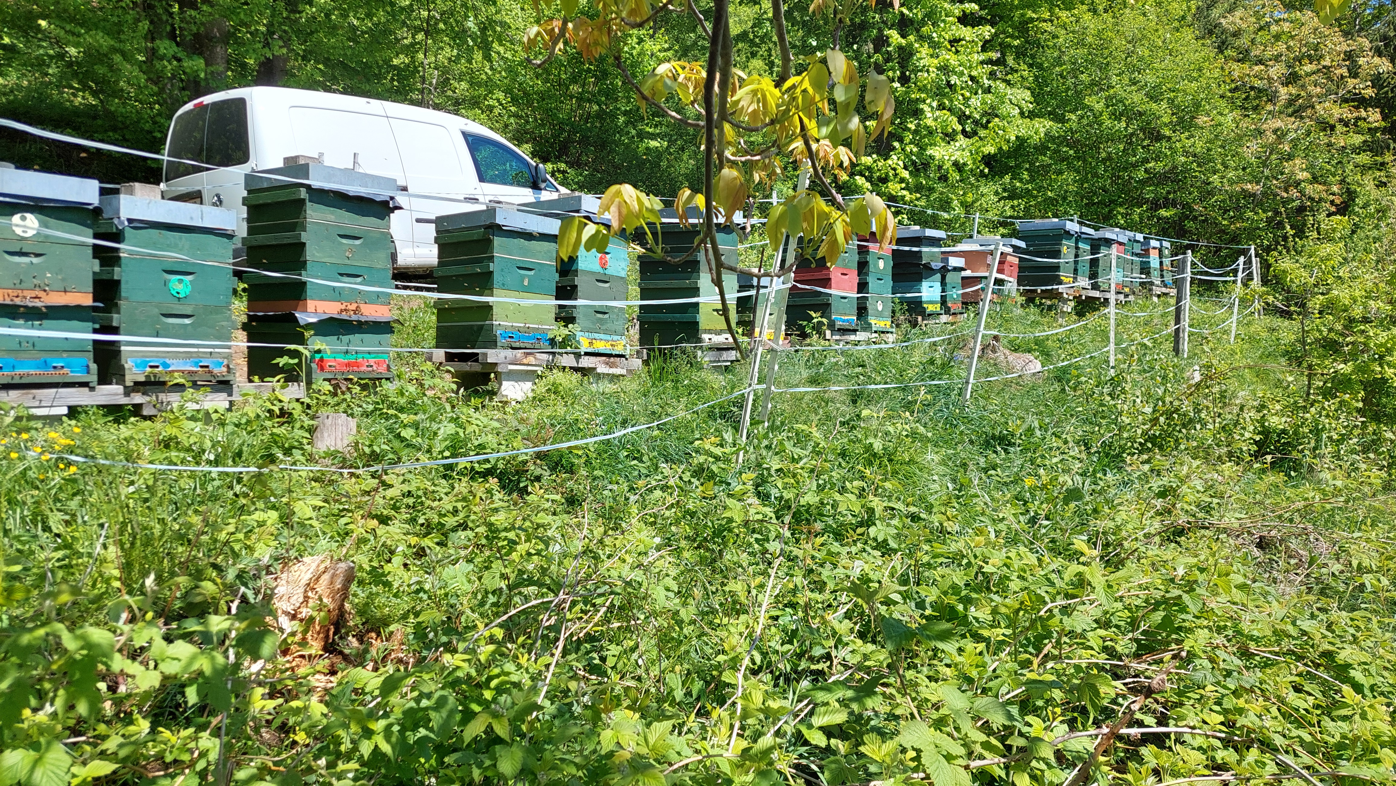 Bienenstand Sattnitz Süd