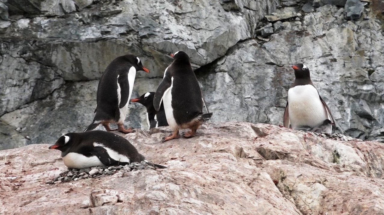 Ich muss auch noch brüten !