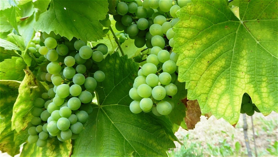 Gesundes Traubengut !