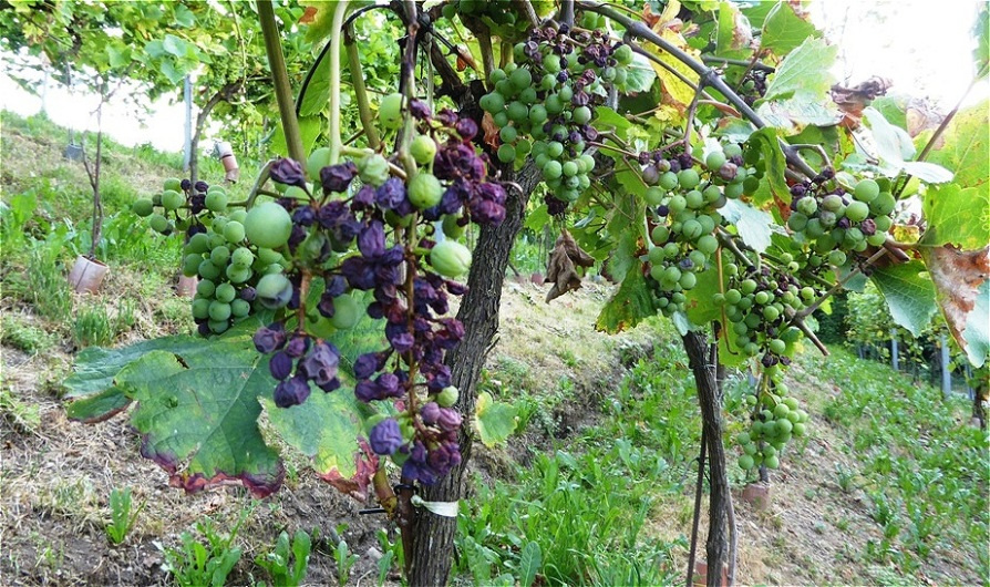 Schäden durch die lange Trockenperiode !