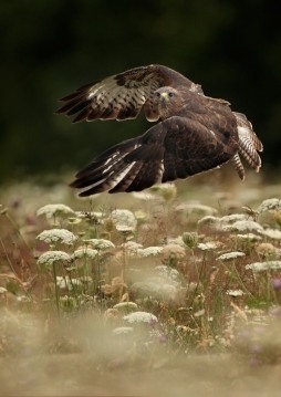 Buzzard Taking Off (Andy Snape)