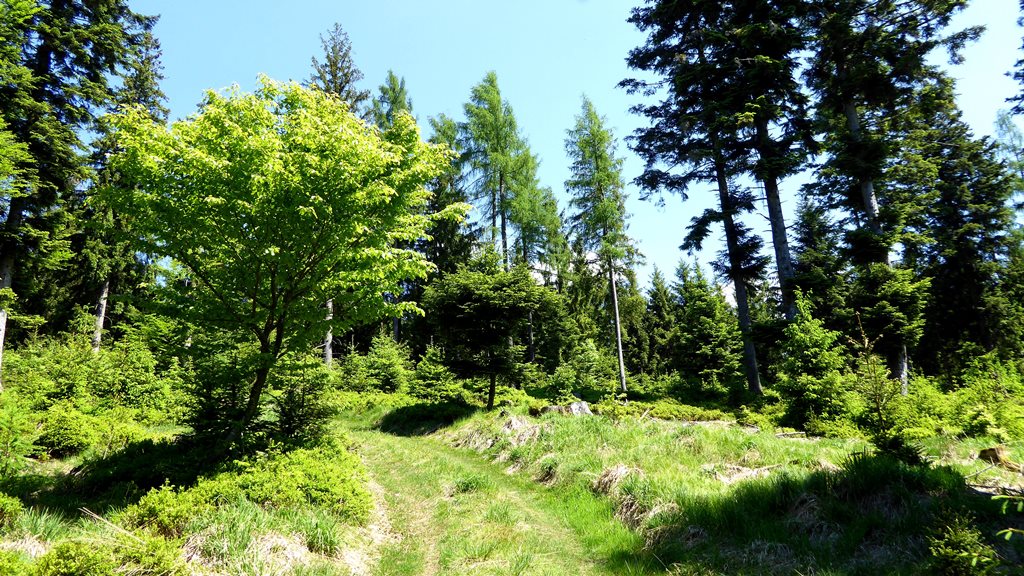 Wir wandern den Höhenrücken entlang
