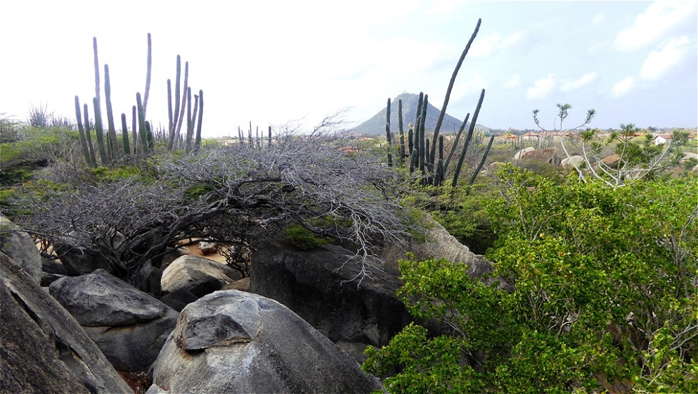 Naturpark - obwohl Aruba relativ flach und sandig ist, prägen viele Erhebungen und Felsformationen das Inselbild