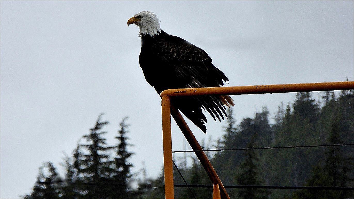Seeadler m Nieselregen !