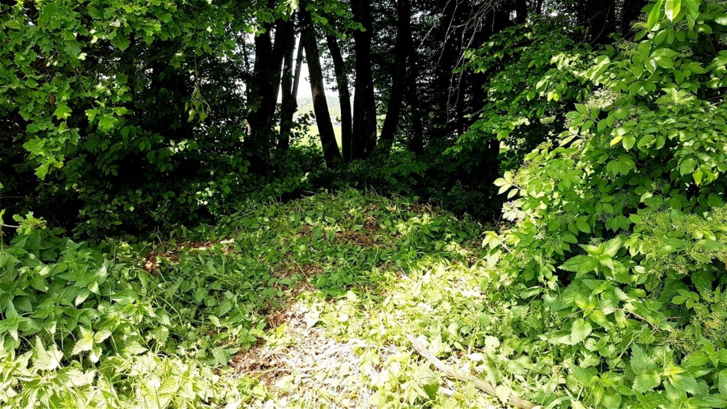 Nach 2.500 Jahren - heute ein unspektakulärer Tumulus