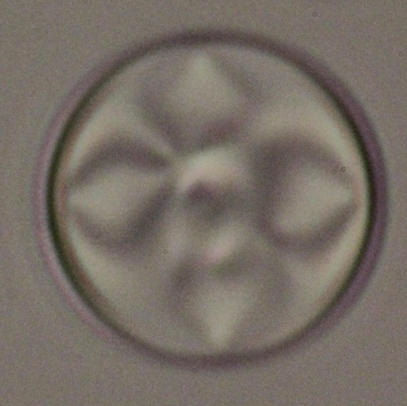 A chiral nematic droplet with multiple point defects.