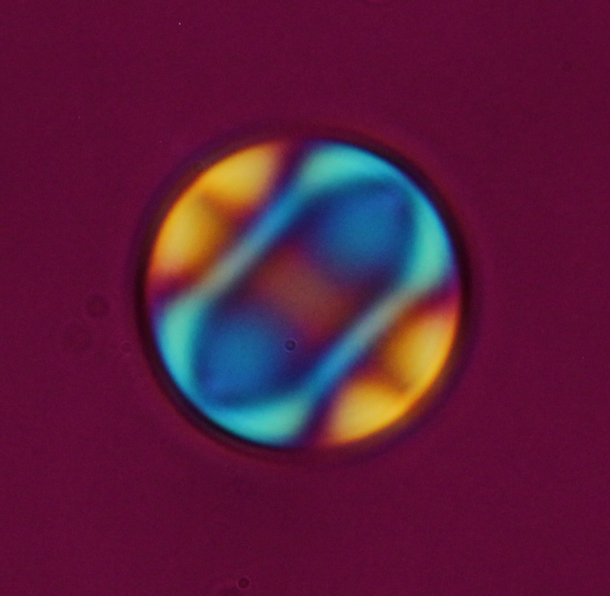 A ring and two point defects in a chiral nematic droplet