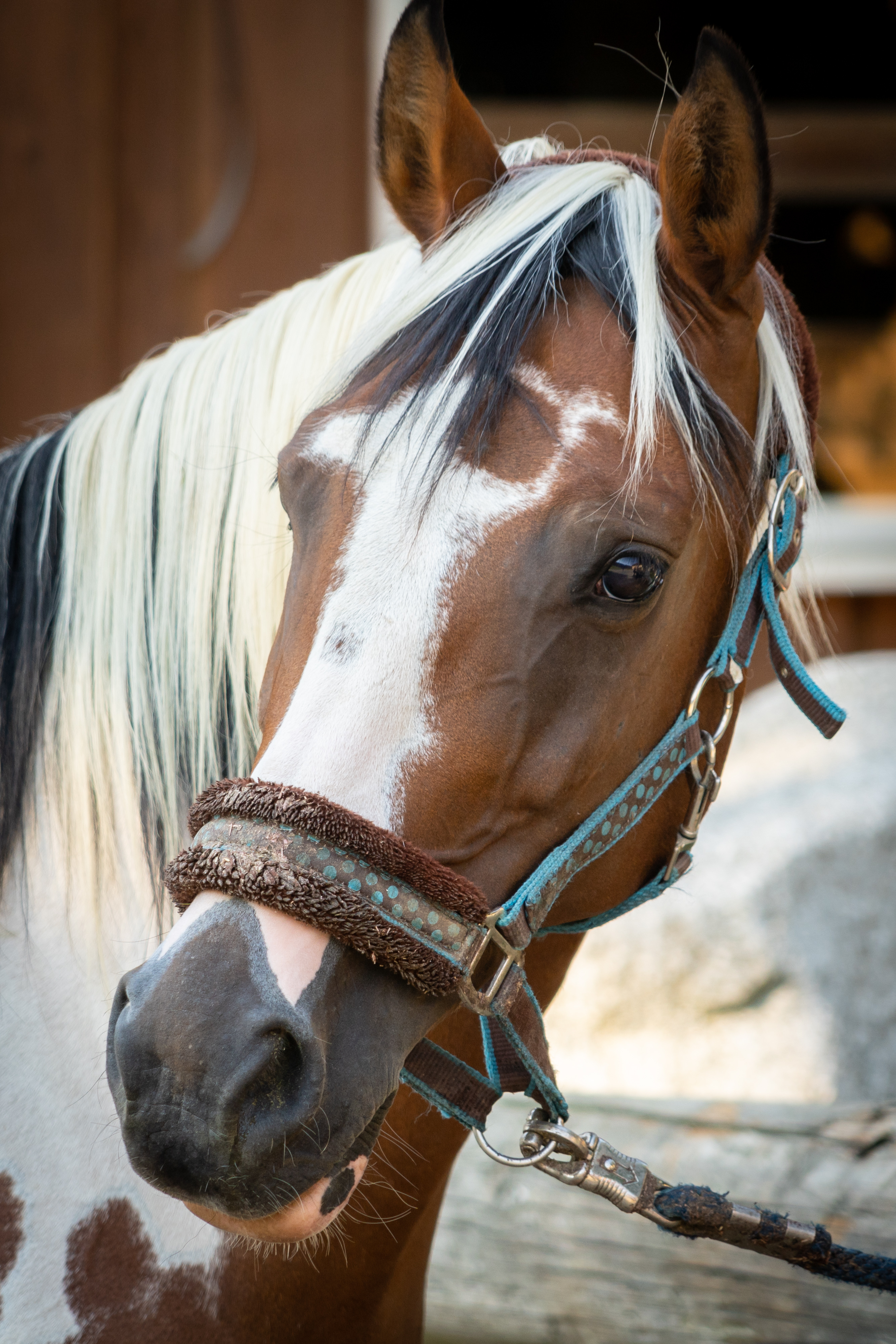 Feli - Stallbewohnerin