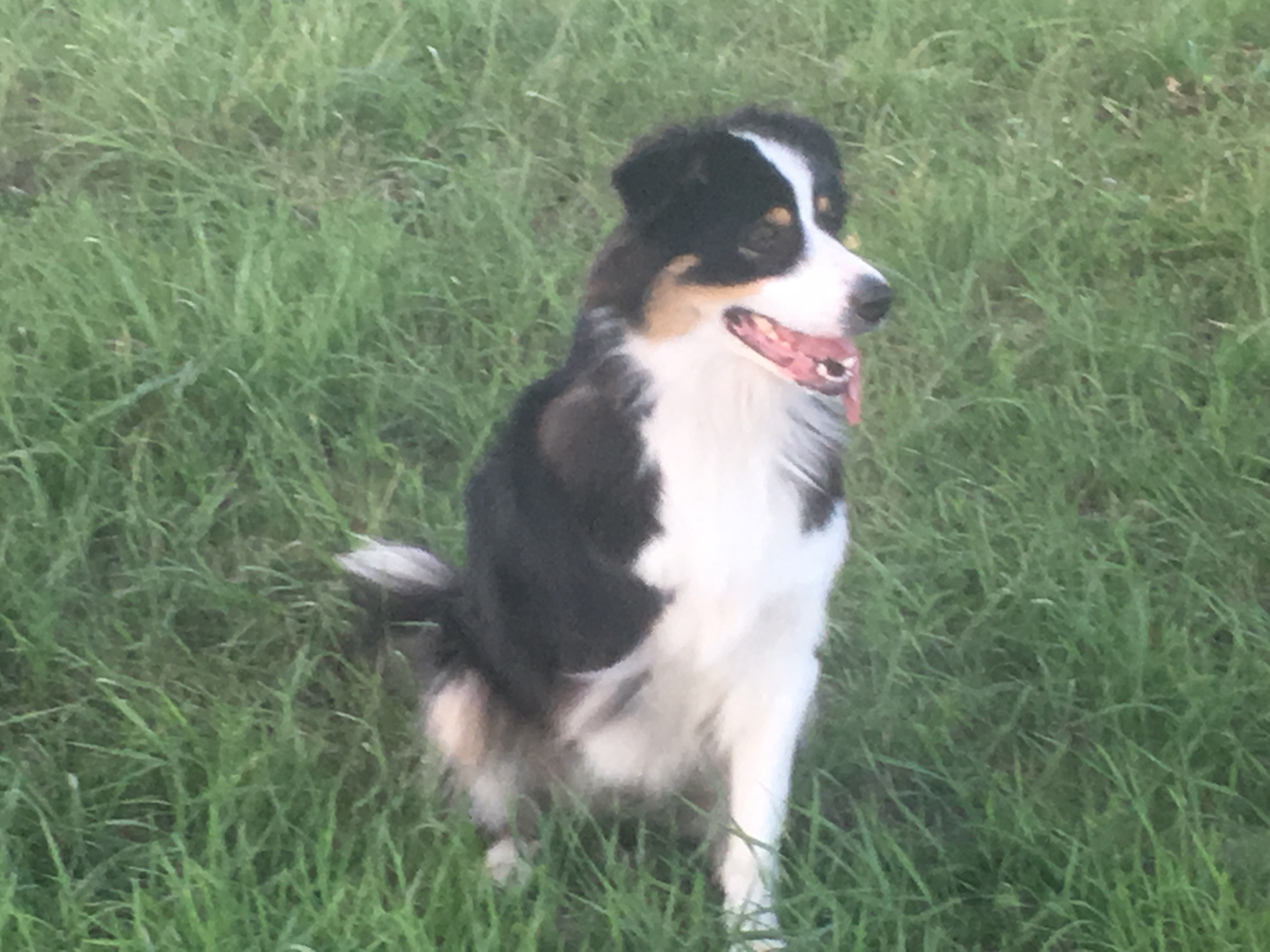 Laîka notre mascotte tripatte 