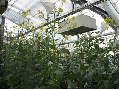 Essai en serres pour le croisement de plants de moutarde lors du programme de sélection