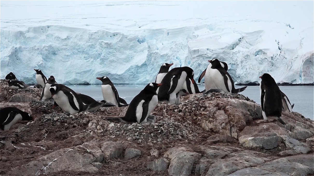 Ein flach gebauter Steinwall umgibt das Nest !