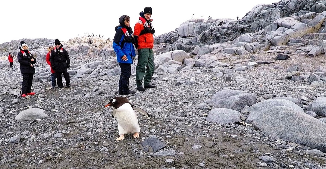 Pinguine haben immer Vorrang !
