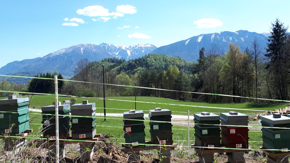 Bienenstand Sattnitz-Rücken Süd