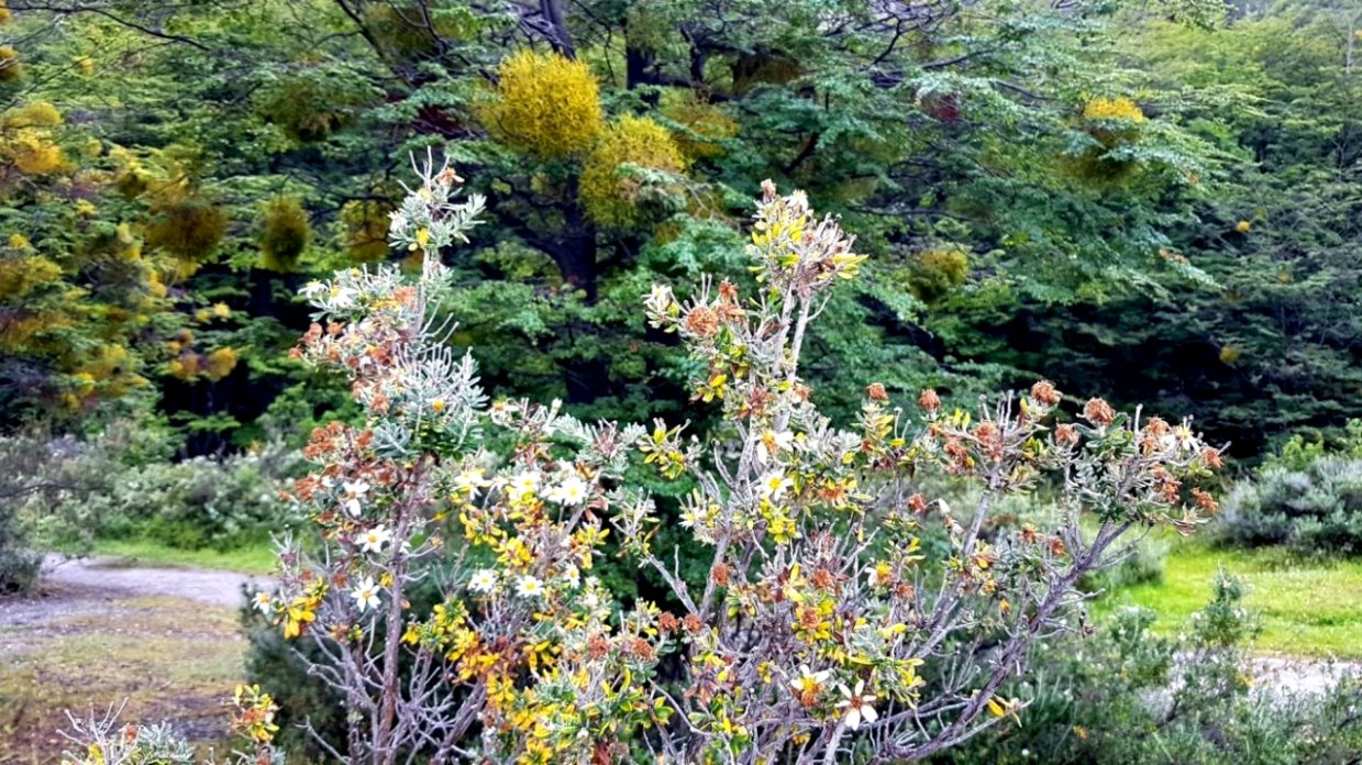Seltsamer Strauch mit Blüten