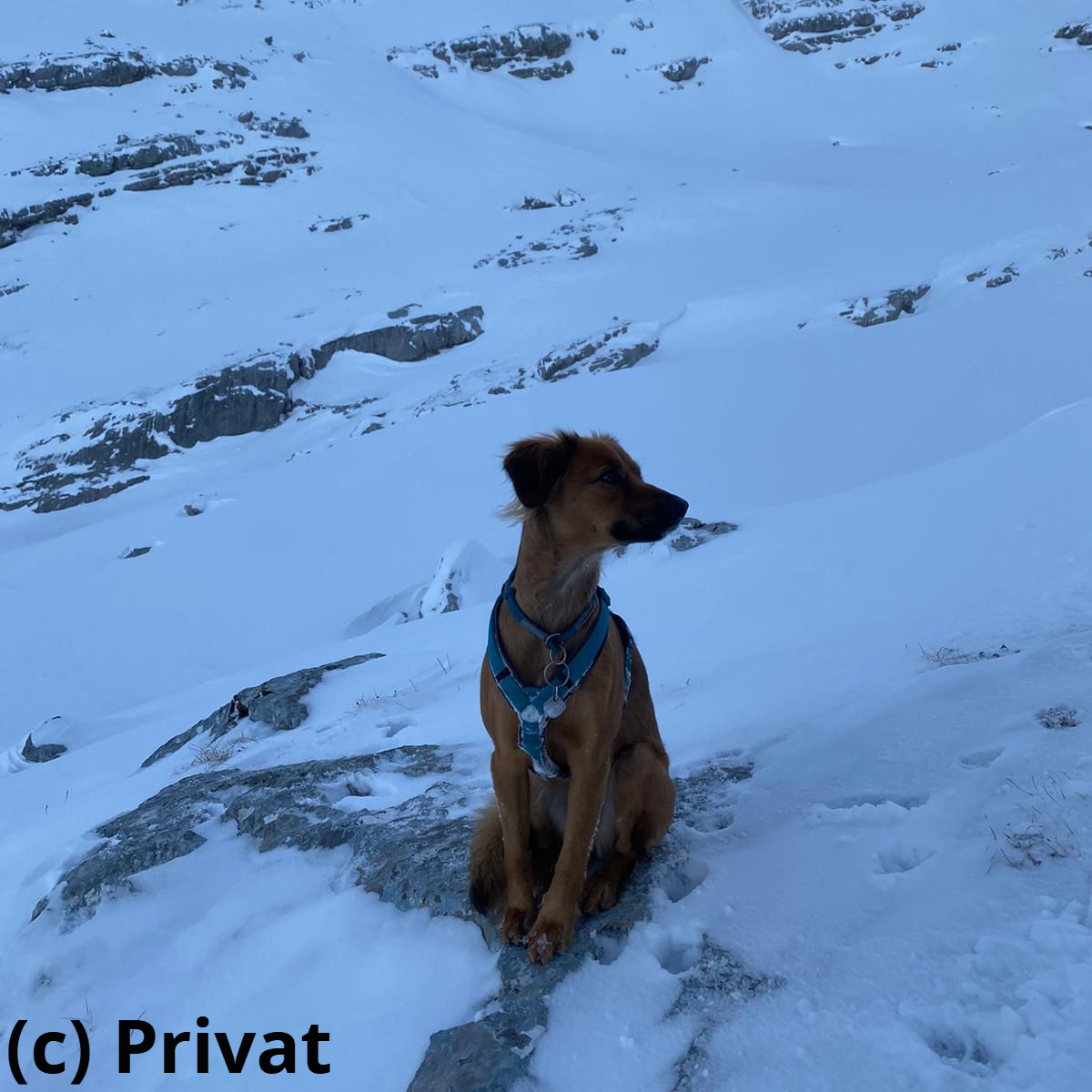 ...und begleitet ihre Menschen überall hin.