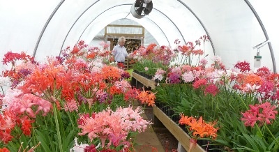 Seedlings bred by Chris Edwards, now in Steve's care.