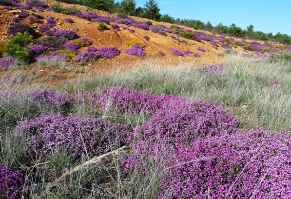 Farbenpracht am Wegrand