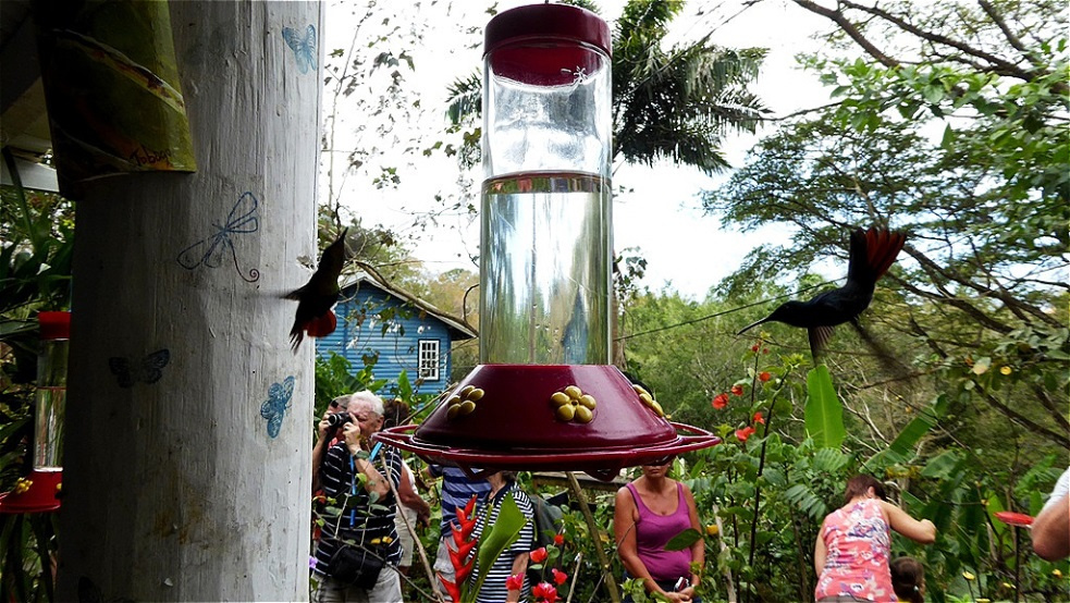 Wahre Flugakrobaten !