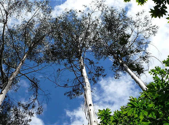 Eukalyptusbäume - ökologisch nicht unproblematisch !
Die schnell wachsenden Bäume laugen den Boden aus und bieten keinen Lebensraum für die heimische Tierwelt !