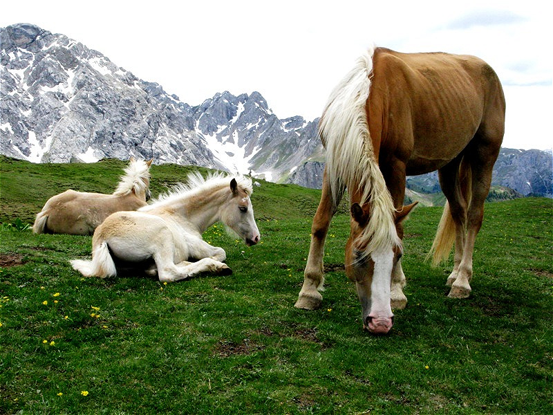 Harflingerstute mit Fohlen