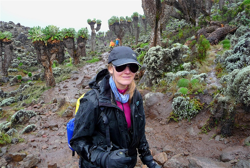 Zwischen Senecien vor dem Baranco Camp