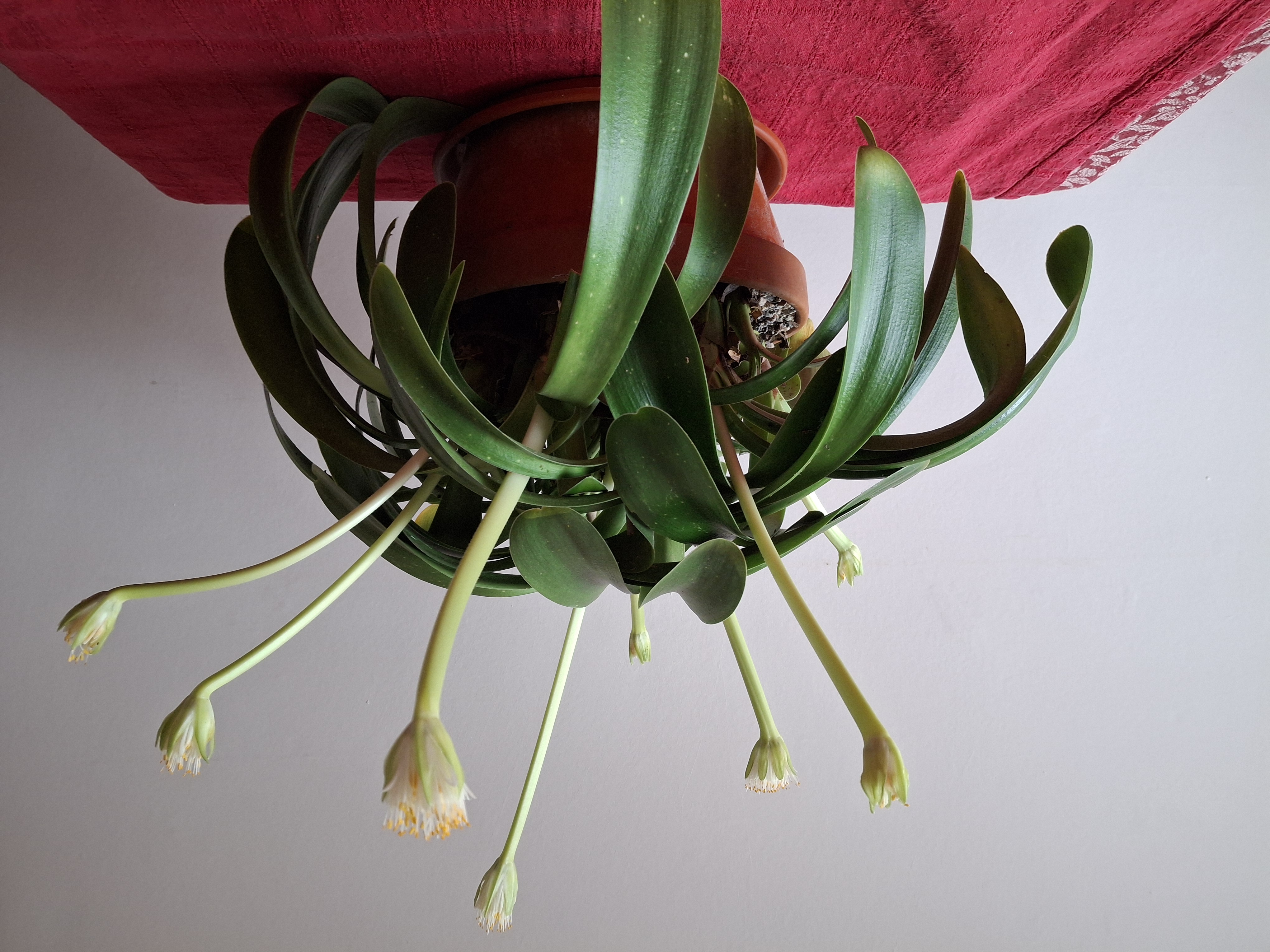 haemanthus albiflos