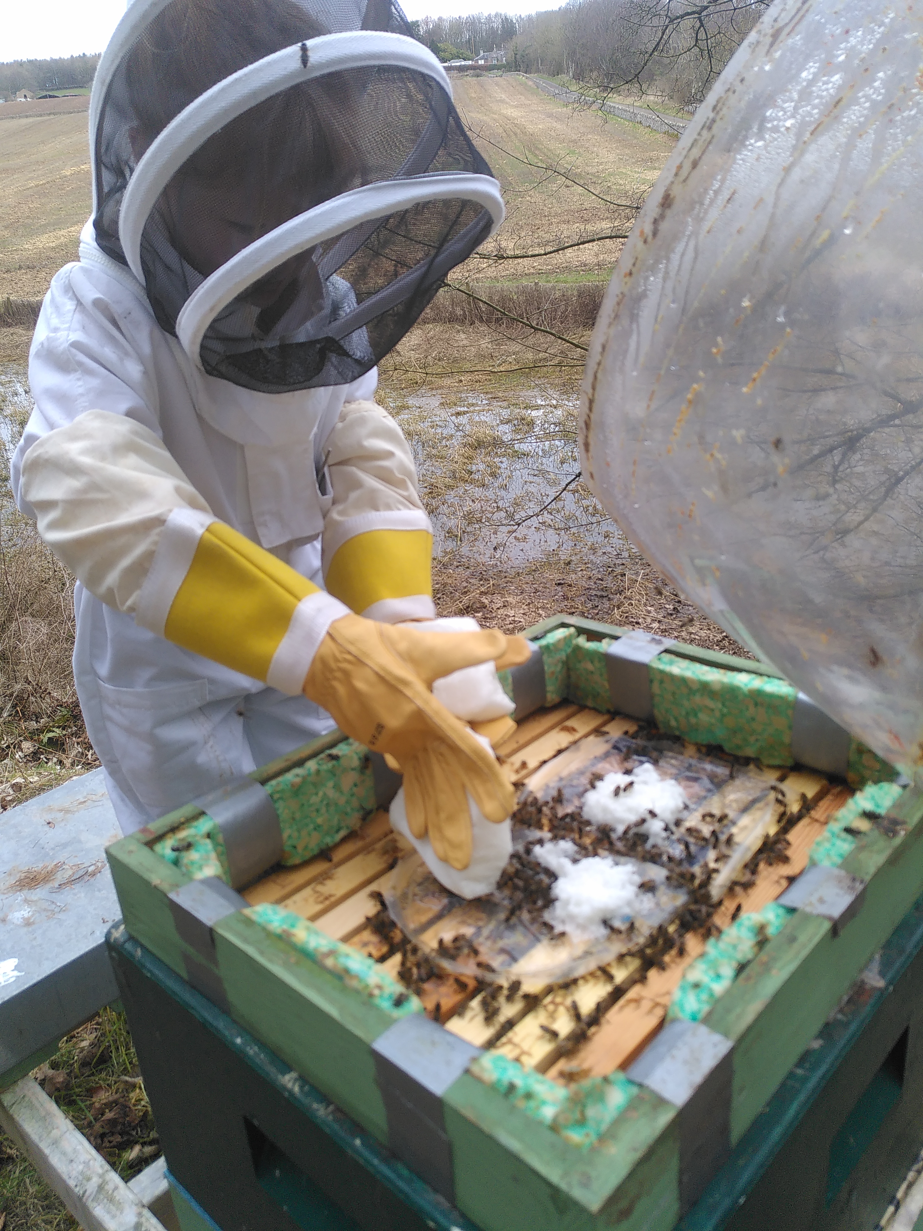 giving fondant to bees in winter